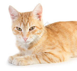 红猫乐趣毛皮柔软度好奇心鼻子冒充小猫橙子宠物棕色图片