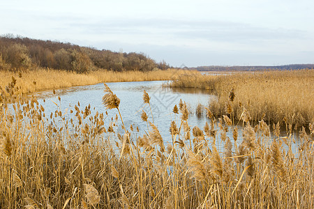 共同重合乡村花序植物群黄色甘蔗池塘生长湿地植被灌木丛图片