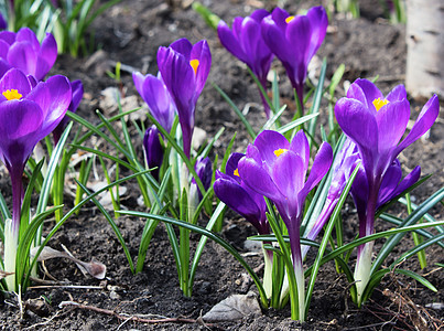 春花花生活花园植物学紫色植物花瓣阳光公园植物群季节图片