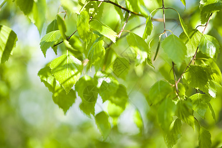 日本绿色林叶 东方生动主题枫叶叶子植物宽慰宏观灌木园艺环境框架衬套背景图片