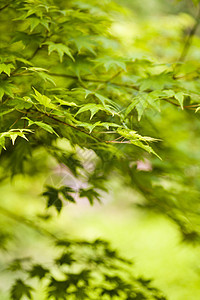 叶叶背景 东方生动主题纤维树叶灌木植物生长庭园雪橇青菜叶片衬套图片