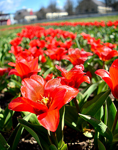 春天盛开的郁金香花朵红色季节阳光背景图片