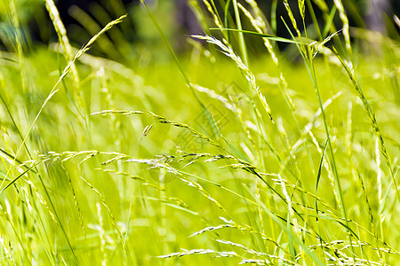 绿草质树叶露水叶子草地草本植物衬套绿色背景图片