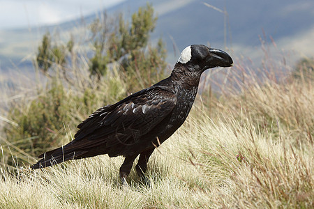 雷文 埃塞俄比亚 非洲野生动物动物动物群乌鸦旅行旅游背景图片