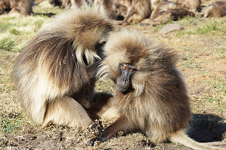格拉达 塞门山脉 埃塞俄比亚 非洲男性动物野生动物旅行哺乳动物动物群狒狒旅游图片