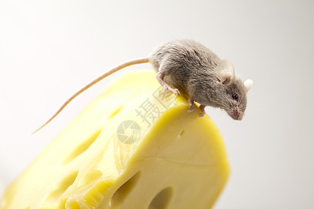 关上小老鼠和奶酪黄色奶制品鞭策害虫宠物尾巴老鼠宏观食物流浪图片