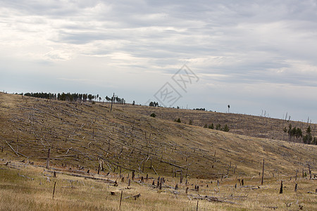 森林砍伐的山坡上 林林残有被砍伐的树木图片