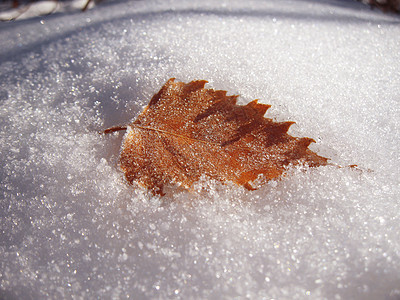 冰冷的橡树叶落下雪植物学环境植物群橡木天气树叶冻结地面森林季节图片