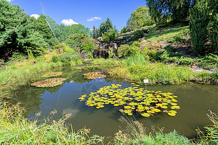 植物园湖图片