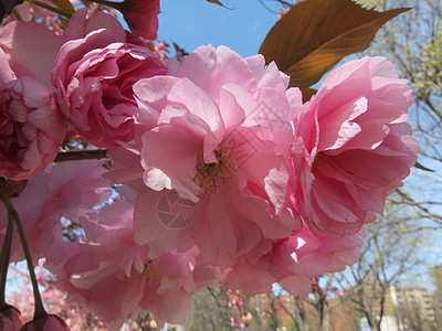 粉花花黄色花瓣晴天叶子享受分支机构树木花朵雌蕊粉色图片