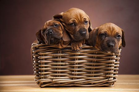 小狗 小篮子 美丽的聪明宠物概念棕褐色主题家畜头部哺乳动物婴儿脊椎动物悲伤动物员工图片