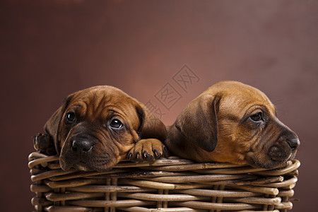 小狗 小篮子 美丽的聪明宠物概念头部主题哺乳动物悲伤脊椎动物棕褐色家畜婴儿员工动物图片