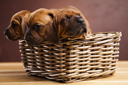 小狗 小篮子 美丽的聪明宠物概念头部家畜主题悲伤员工动物脊椎动物棕褐色哺乳动物婴儿图片