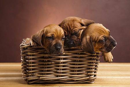 小狗 小篮子 美丽的聪明宠物概念婴儿棕褐色员工头部主题动物脊椎动物哺乳动物悲伤家畜图片