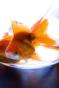 有水的水族馆金鱼海洋热带金子气泡游泳宠物宏观鱼缸图片