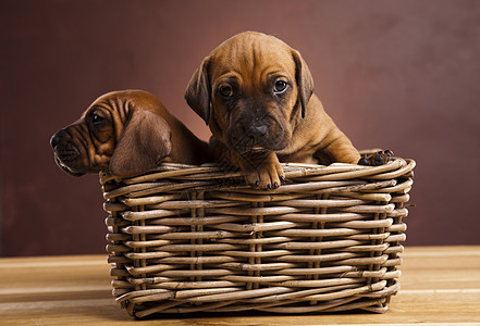 小狗 小篮子 美丽的聪明宠物概念主题员工婴儿脊椎动物哺乳动物悲伤棕褐色动物家畜头部图片