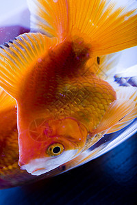 有水的水族馆金鱼鱼缸海洋宠物游泳金子气泡宏观热带图片