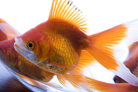 有水的水族馆金鱼海洋宏观金子气泡热带游泳鱼缸宠物图片