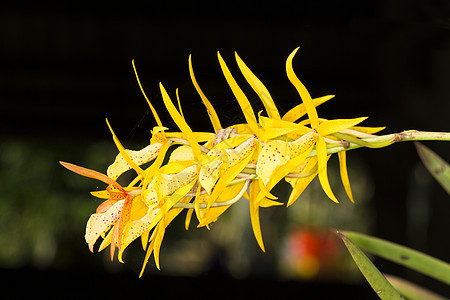 牧牛兰花花园植物学团体兰花热带杂交种植物群紫色美丽植物图片