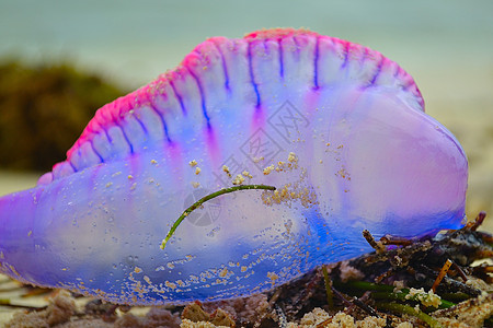 紫果冻鱼动物海滩水生动物紫色生活野生动物海蜇中心图片