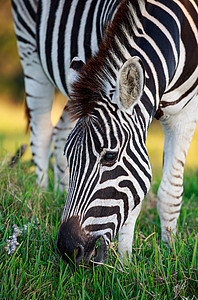 平原Zebra绿草放牧图片