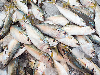 市场上的麦氏鱼鲭鱼海鲜银色熟鱼获量图片