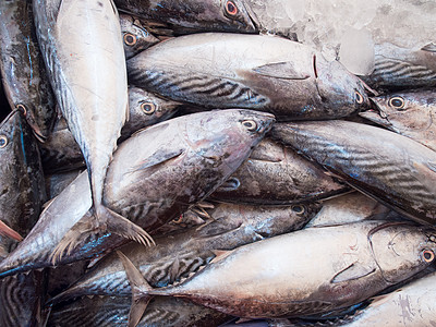 市场上的麦氏鱼银色熟鱼海鲜获量鲭鱼图片