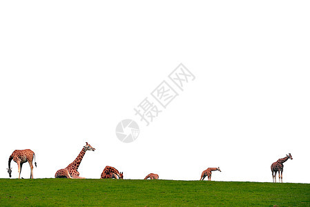 地平线上的长颈鹿群图片