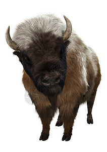 美国比森毛皮牛角荒野野生动物棕色白色动物哺乳动物水牛濒危图片