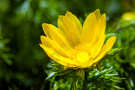 美丽的春花黄花眼珠子叶子宏观草地花朵场地眼睛紫色季节野鸡花园图片