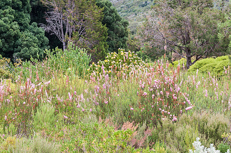 植物园中的Fynbos和蛋白类植物图片