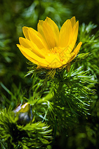 美丽的春花黄花眼珠子花园宏观植物场地公园野鸡植物群花瓣叶子草地图片