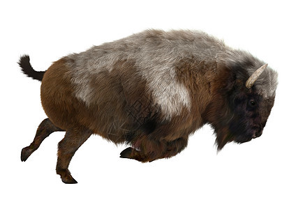 美国比森哺乳动物毛皮白色荒野水牛动物野生动物牛角攻击棕色图片