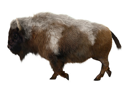 美国比森毛皮白色野生动物牛角水牛动物哺乳动物棕色荒野图片