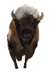 美国比森荒野水牛毛皮攻击白色棕色动物牛角哺乳动物野生动物图片