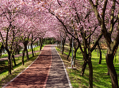 在一条河道上闪亮的樱桃树图片