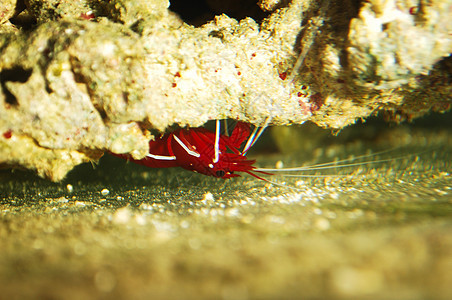 水族馆里的虾海洋动物群动物图片