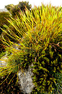 苔藓宏环境土壤叶子场地森林宏观地衣生长地球苔藓图片