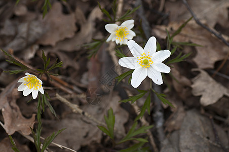 春季春天季节白色树叶植物图片