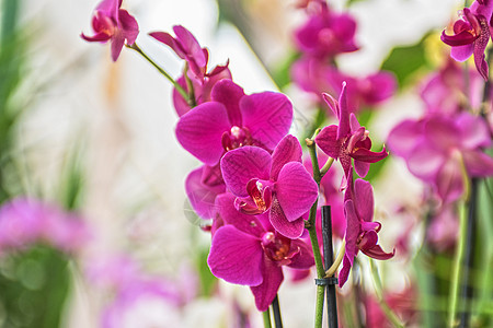 兰花植物学宏观热带墙纸花瓣花束紫色叶子花园植物图片
