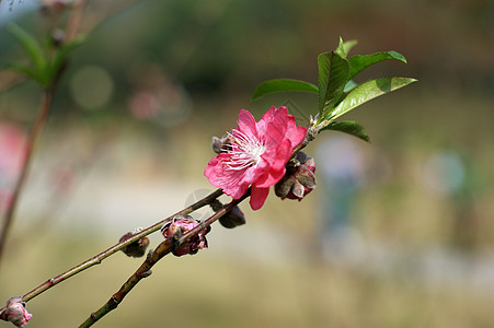 开花李子背景图片