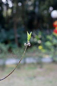 开花李子背景图片