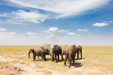洛克索达非洲大象 非洲灌木大象母亲团体哺乳动物旅游婴儿旅行树干濒危野生动物环境图片