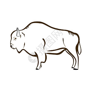 拜辛(buffalo)图片