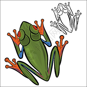 红眼树青蛙异国树蛙草图雨林热带雨林动物红蛙插图红色绿色图片