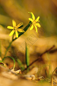 新鲜春花白色太阳季节绿色场地季节性花朵黄色公园草地图片