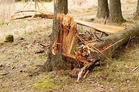 折断树风景植物森林树木风暴环境绿色腐烂树干木头图片