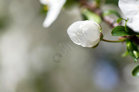 樱桃花在自然背景上紧闭水果叶子生长花瓣美丽植物群季节太阳植物学花园图片