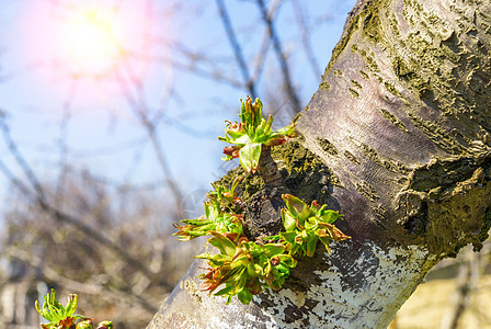 树枝上有太阳光束的芽芽生长环境射线阳光绿色活力荒野衬套植物叶子图片