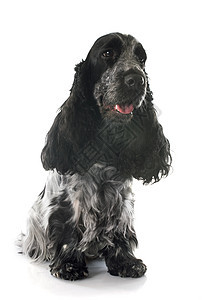 可卡犬猎犬宠物灰色黑色犬类动物工作室图片